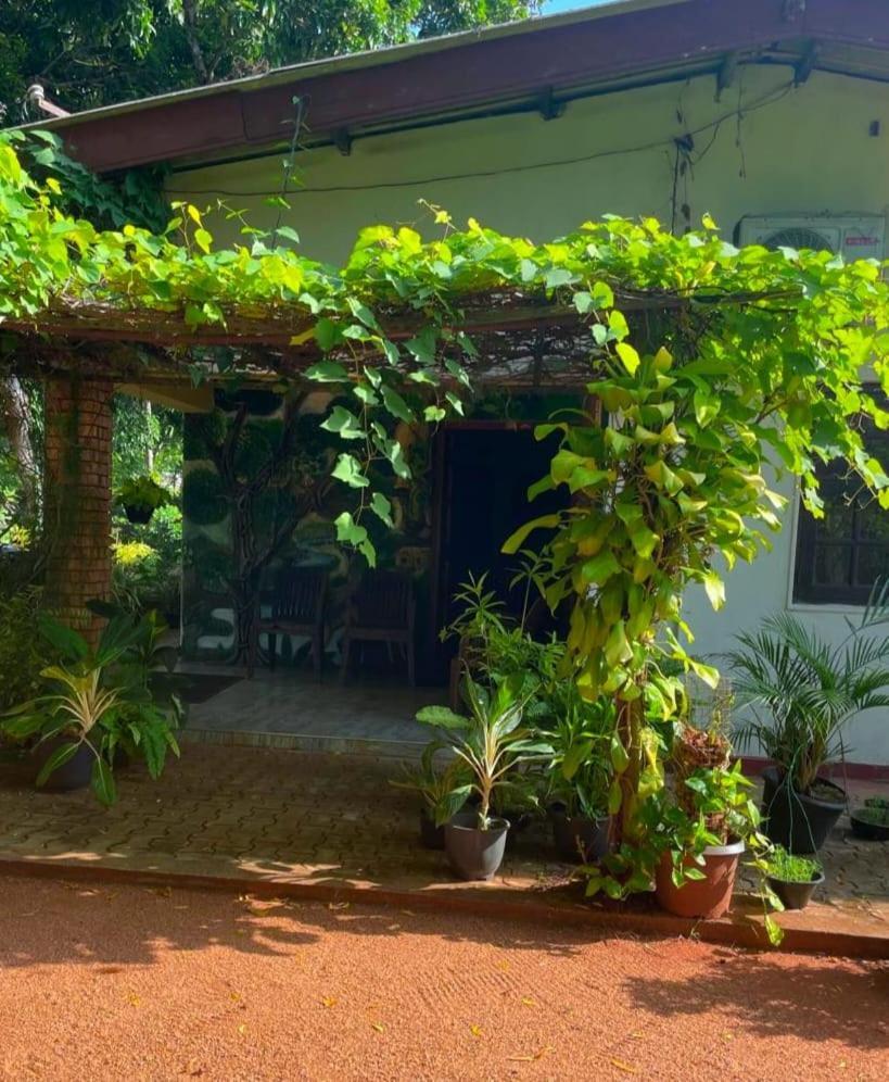 Olivia Homestay Anuradhapura Zewnętrze zdjęcie